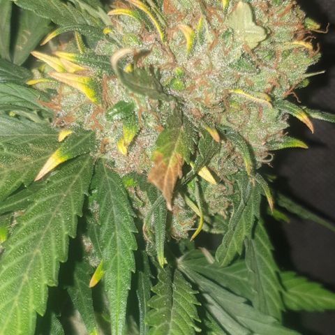 BlueDream 5 2025 growlog timeline photo