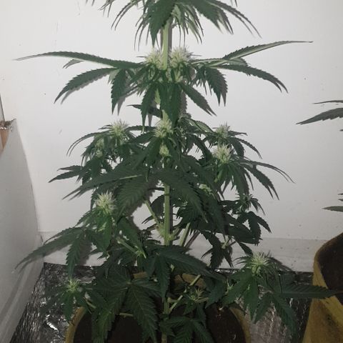 Cookies gelato 1 2025 growlog timeline photo