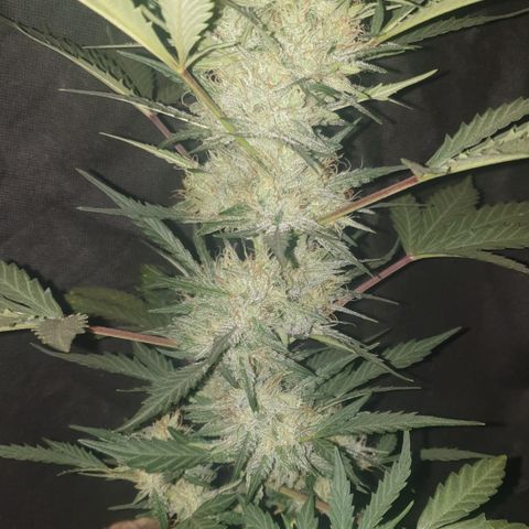Gurllia Cookie 2025 growlog timeline photo