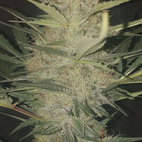 Gurllia Cookie 2025 growlog timeline photo