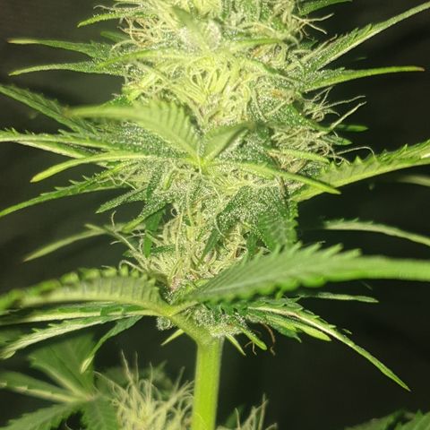 AmzXRedP 3 2025 growlog timeline photo