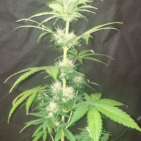 AmzXRedP 3 2025 growlog timeline photo