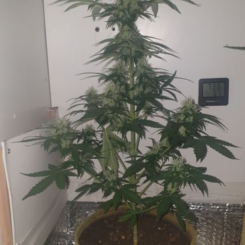 Cookies gelato 1 2025 growlog timeline photo