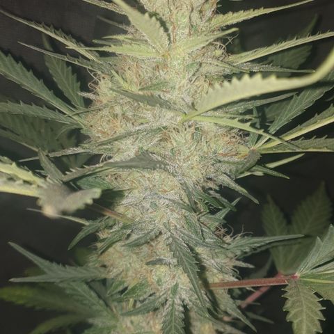 Gurllia Cookie 2025 growlog timeline photo