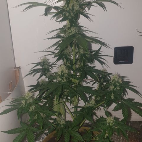 Cookies gelato 1 2025 growlog timeline photo