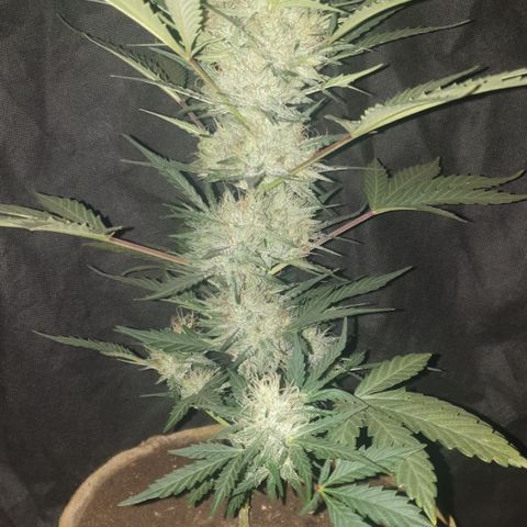 Gurllia Cookie 2025 growlog timeline photo