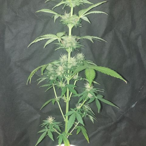 AmzXRedP 3 2025 growlog timeline photo