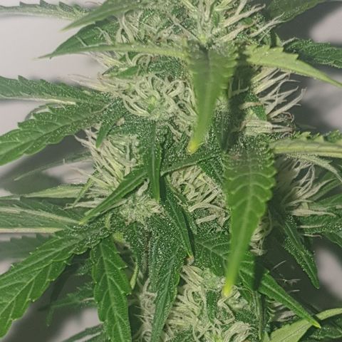 Cookies gelato 1 2025 growlog timeline photo
