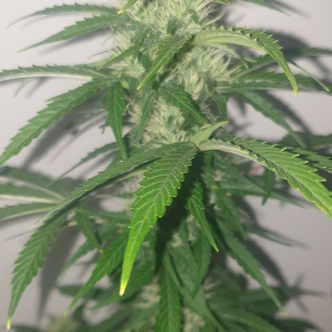 Cookies gelato 1 2025 growlog timeline photo