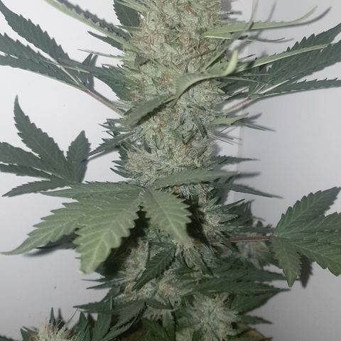 Gurllia Cookie 2025 growlog timeline photo