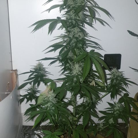 Cookies gelato 1 2025 growlog timeline photo