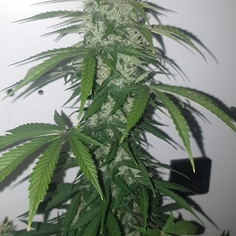 Cookies gelato 1 2025 growlog timeline photo