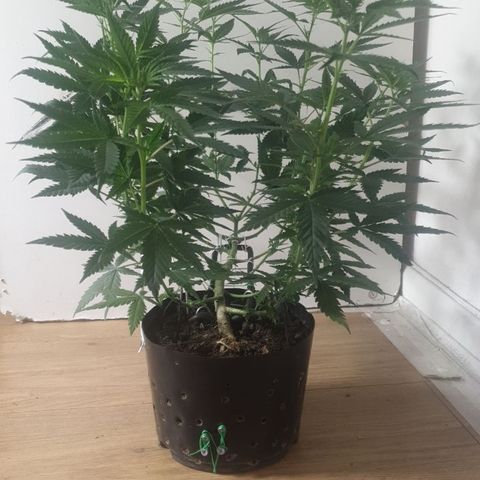 Special Q 2025 growlog timeline photo