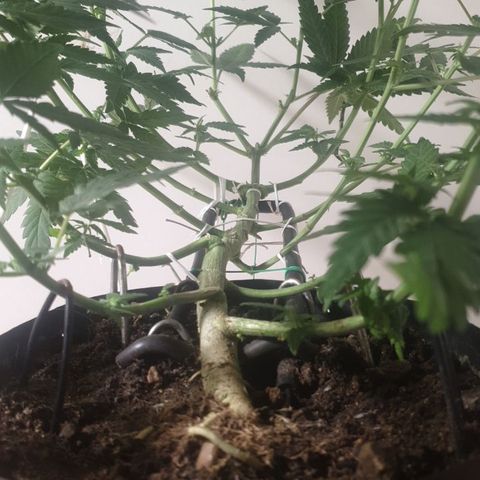 Special Q 2025 growlog timeline photo