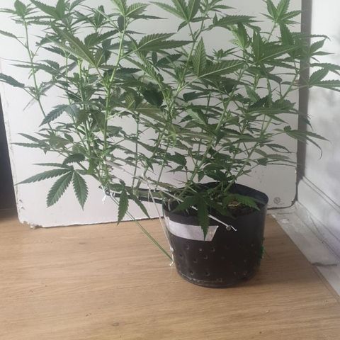 Special Q 2025 growlog timeline photo