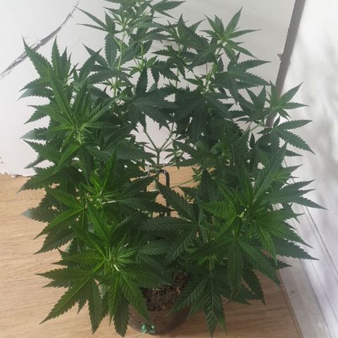 Special Q 2025 growlog timeline photo