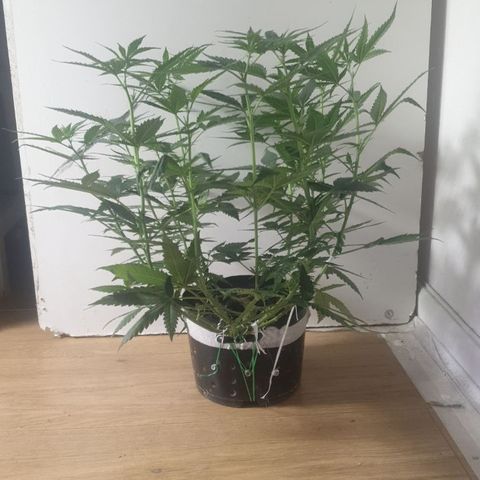 Special Q 2025 growlog timeline photo