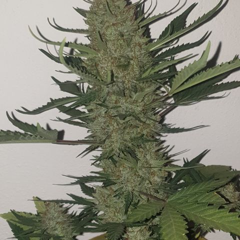 Gurllia Cookie 2025 growlog timeline photo