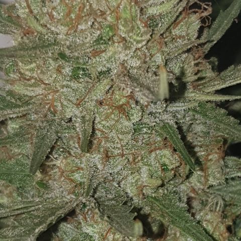 Gurllia Cookie 2025 growlog timeline photo