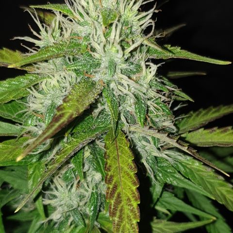 Cookies gelato 1 2025 growlog timeline photo