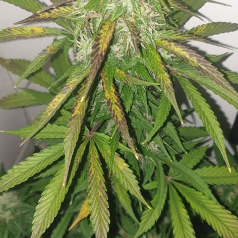 Cookies gelato 1 2025 growlog timeline photo