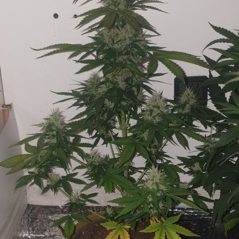 Cookies gelato 1 2025 growlog timeline photo