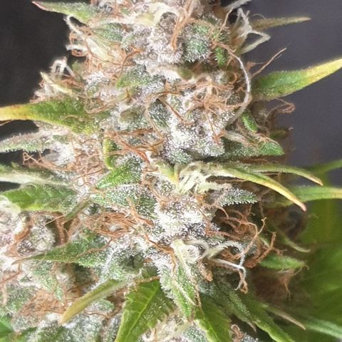 AmzXRedP 3 2025 growlog timeline photo
