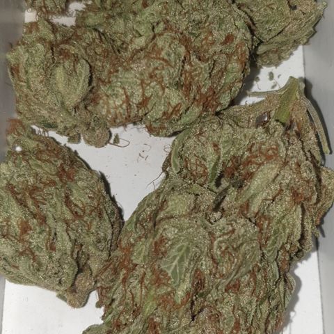 Gurllia Cookie 2025 growlog timeline photo