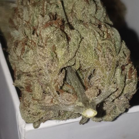 Gurllia Cookie 2025 growlog timeline photo