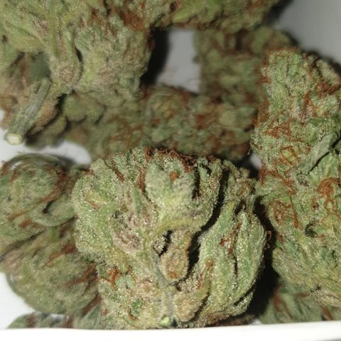Gurllia Cookie 2025 growlog timeline photo