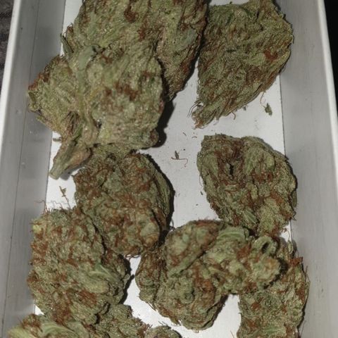 Gurllia Cookie 2025 growlog timeline photo