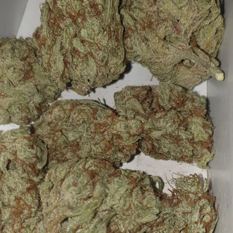 Gurllia Cookie 2025 growlog timeline photo