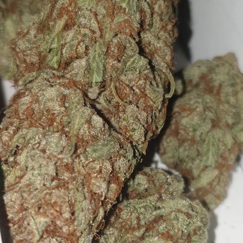 Gurllia Cookie 2025 growlog timeline photo