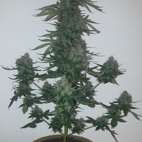 Cookies gelato 1 2025 growlog timeline photo