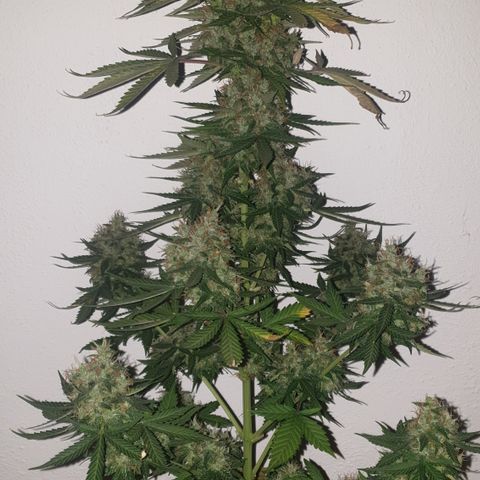 Cookies gelato 1 2025 growlog timeline photo