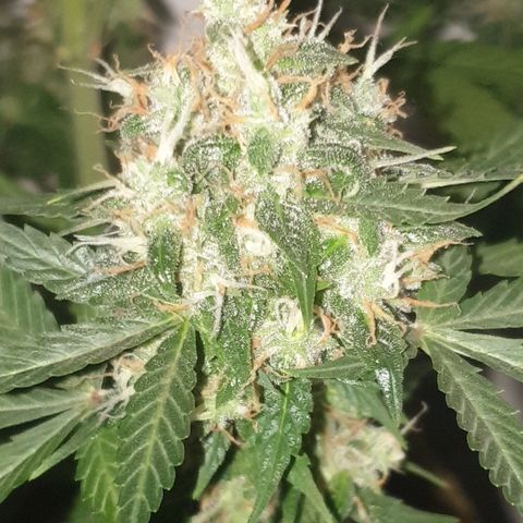 Cookies gelato 1 2025 growlog timeline photo