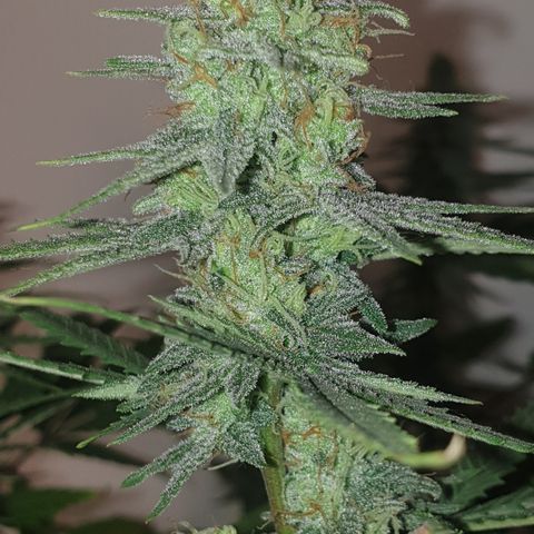 Special Q 2025 growlog timeline photo