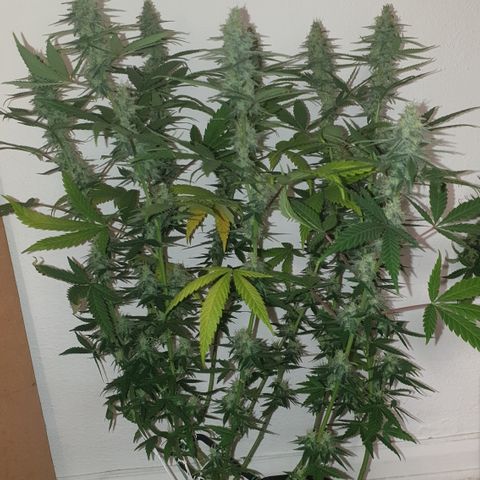 Special Q 2025 growlog timeline photo
