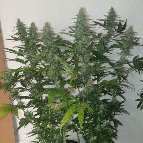 Special Q 2025 growlog timeline photo