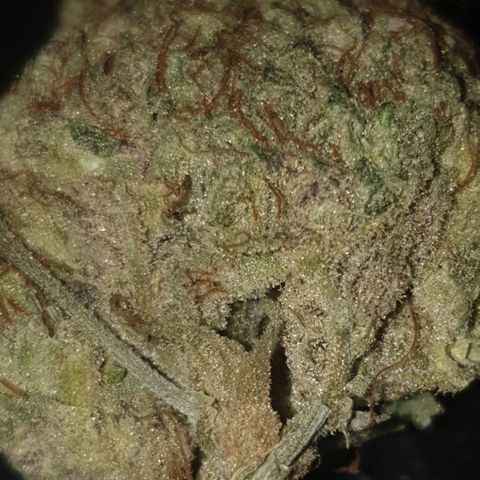 Gurllia Cookie 2025 growlog timeline photo