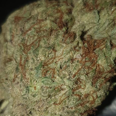 Gurllia Cookie 2025 growlog timeline photo