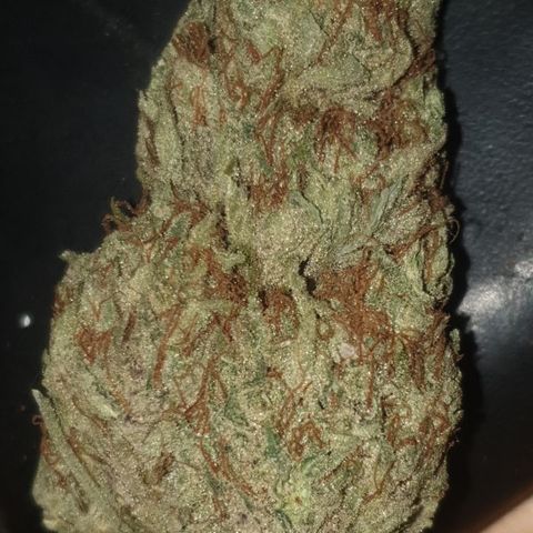 Gurllia Cookie 2025 growlog timeline photo