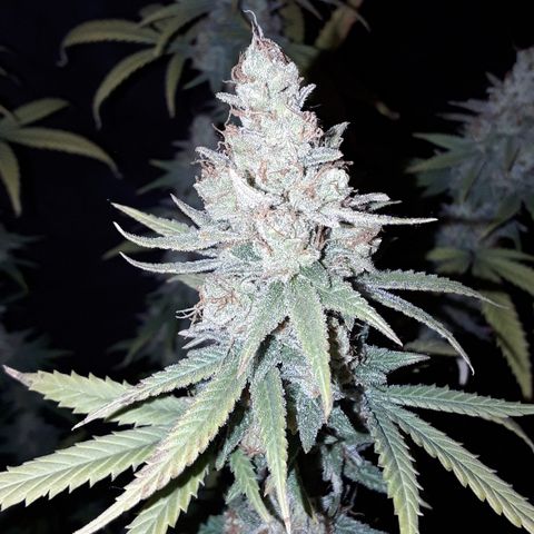 Special Q 2025 growlog timeline photo
