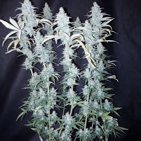 Special Q 2025 growlog timeline photo