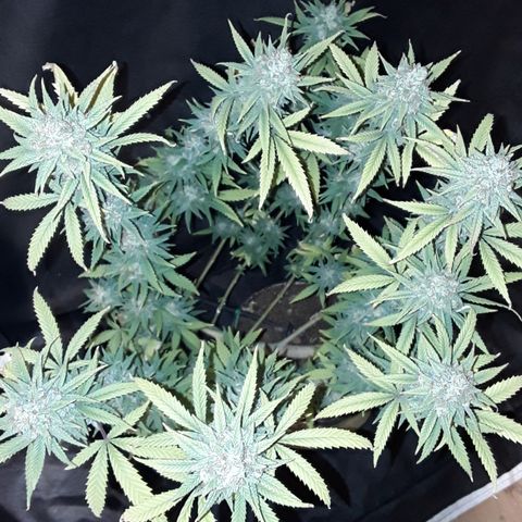 Special Q 2025 growlog timeline photo