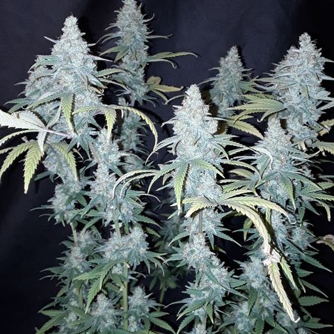 Special Q 2025 growlog timeline photo