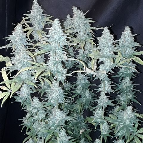 Special Q 2025 growlog timeline photo