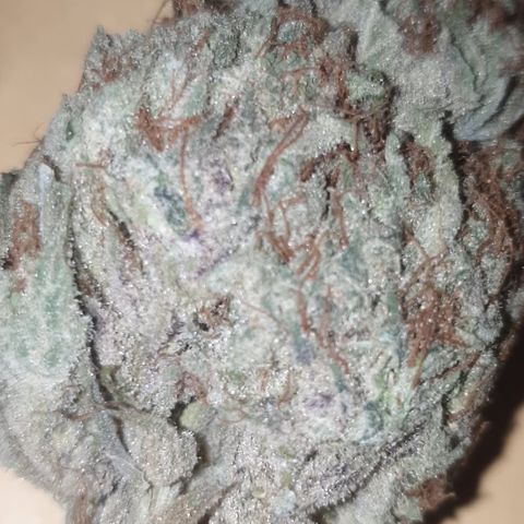 Gurllia Cookie 2025 growlog timeline photo