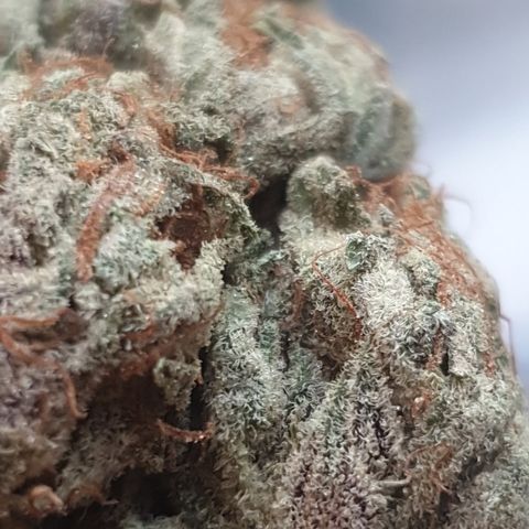 Gurllia Cookie 2025 growlog timeline photo