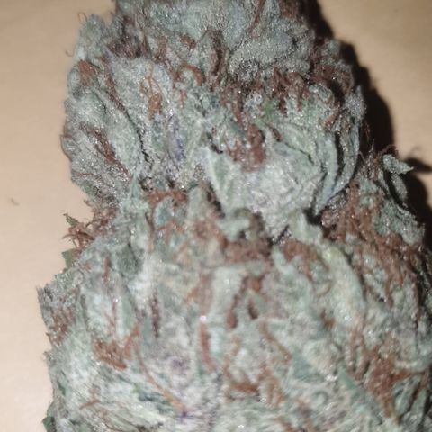 Gurllia Cookie 2025 growlog timeline photo